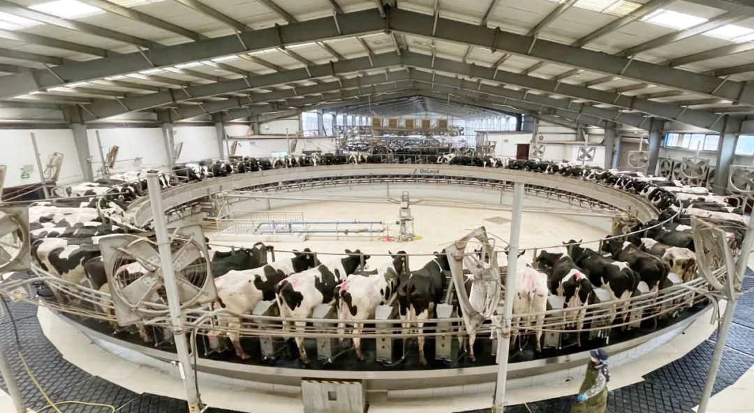 凝心聚力·贏創未來 | 花花牛乳業集團召開營銷、養殖及飼料經營工作會議 凝心聚力·贏創未來 | 花花牛乳業集團召開營銷、養殖及飼料經營工作會議