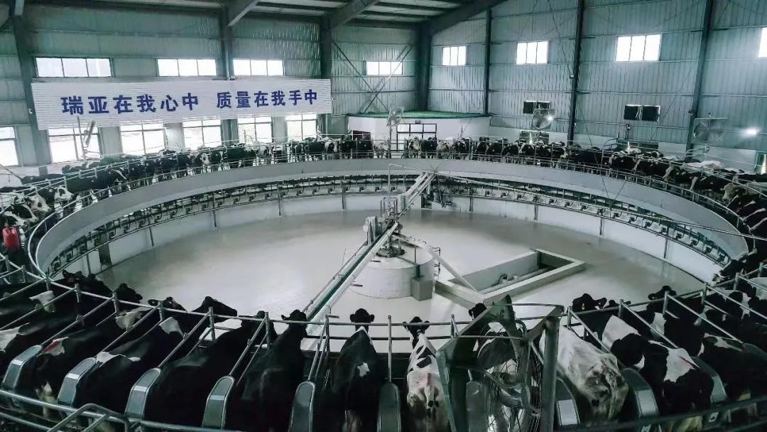 快訊 | 駐馬店市委副書記、市長李躍勇一行蒞臨花花牛乳業(yè)集團平輿瑞亞牧場調研